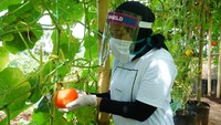 Dengan konsep agro-tourism, destinasi ini menampilkan beragam pertanian Banyuwangi, mulai padi hitam organik hingga beragam buah dan sayur organik. Yang terbaru, ada 33 varietas melon dikembangkan di agrowisata ini. (dok. Disparekraf Banyuwangi)