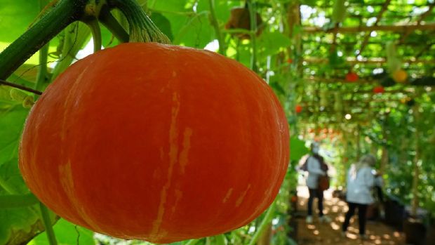 Agrowisata Tamansuruh Banyuwangi
