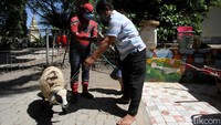 Seorang pegiat sosial mengenakan kostum tokoh superhero Spiderman saat membagikan hewan kurban ke pengurus Yayasan Lentera yang mengurusi anak-anak pengidap HIV/AIDS di kawasan Solo, Jawa Tengah, Kamis (30/7/2020).