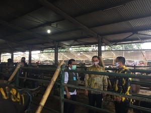 Pemprov DKI Serahkan 32 Hewan Kurban ke Rumah Potong Hewan Dharma Jaya