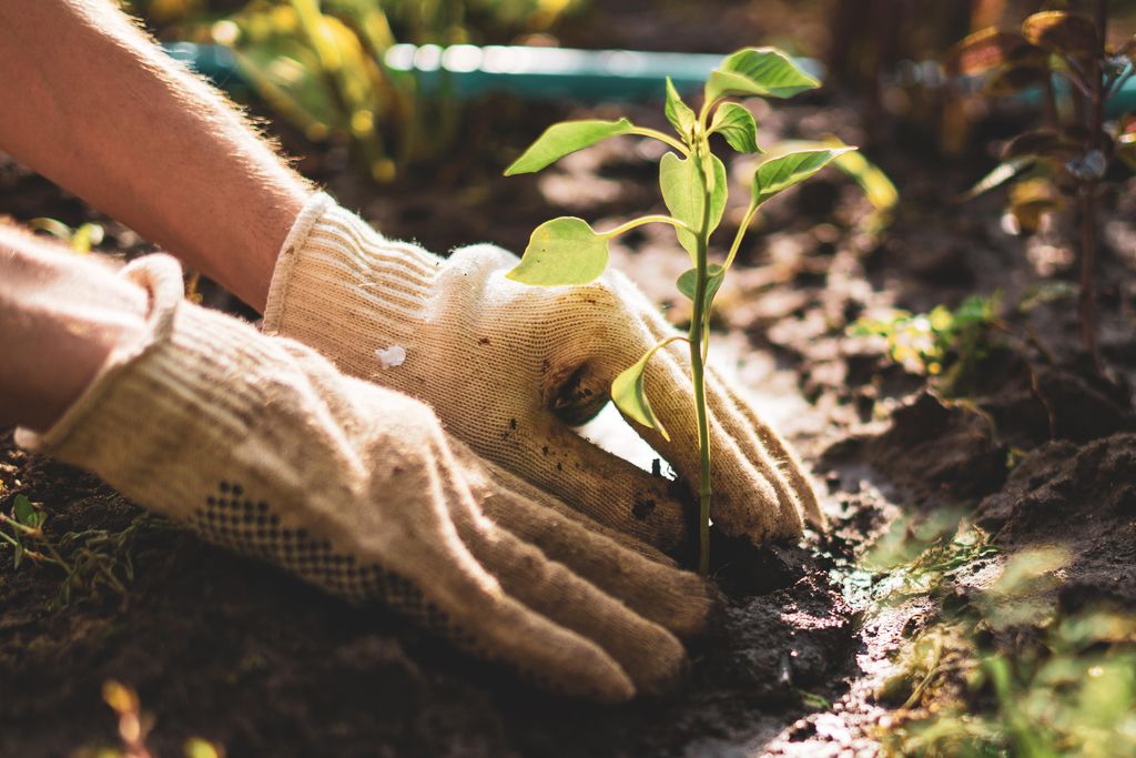 berkebun