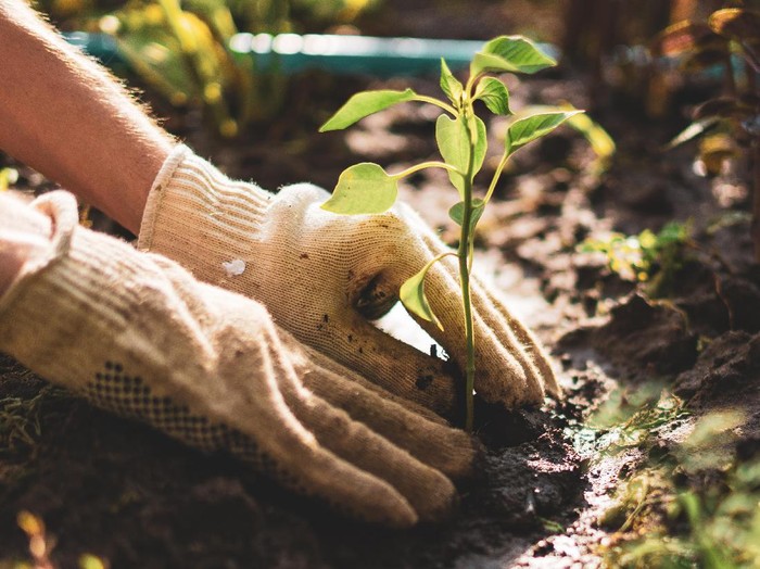 berkebun Puti Andam sedang berkebun di rumahnya