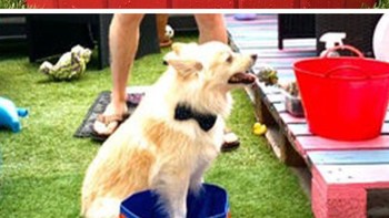 Ekspektasi bisa untuk berenang, realita hanya bisa rendam kaki. Foto: Reddit/ExpectationVsReality