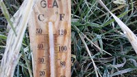 Pagi ini Dieng lebih dingin dari kemarin. Ketika diukur dengan thermometer suhunya sampai minus 4 derajat celsius. Embun es pun muncul. (dok. Istimewa)
