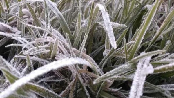 Suhu udara tersebut lebih dingin saat muncul embun es akhir pekan lalu. Di dekat Candi Arjuna suhunya bahkan sampai minus 3 derajat celcius. (dok. Istimewa) Suhu udara tersebut lebih dingin saat muncul embun es akhir pekan lalu. Di dekat Candi Arjuna suhunya bahkan sampai minus 3 derajat celcius. (dok. Istimewa)