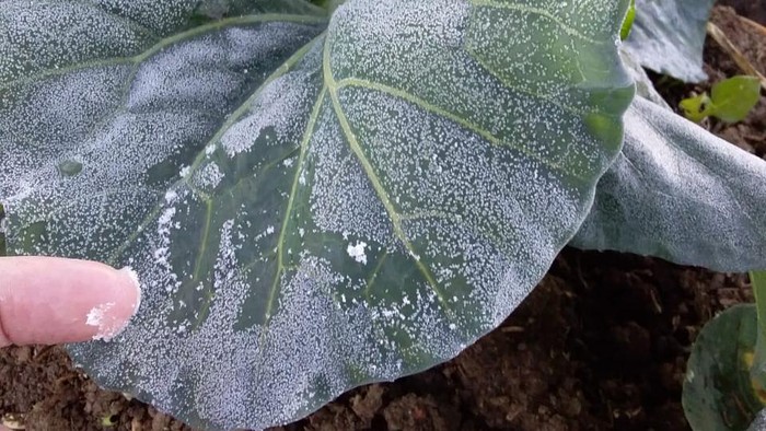 Embun es menerpa tanaman kentang di Dieng, (30/7/2020)