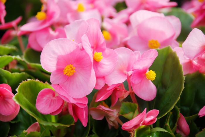Ilustrasi tanaman hias Begonias,semperflorens begonias,in the garden, potted begonia