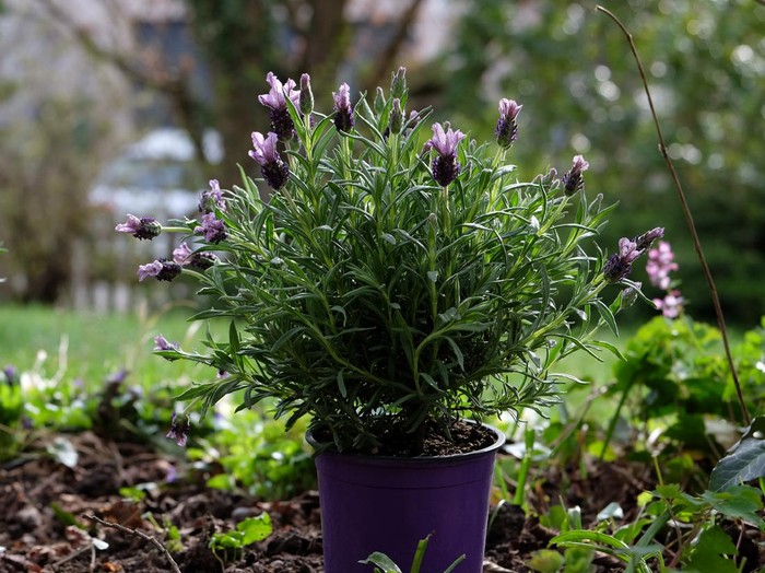Lavender plant in a flowerpot.