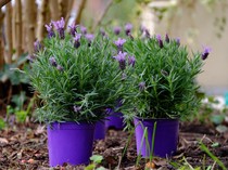 5 Jenis Tanaman Herbal yang Ampuh Atasi Susah Tidur