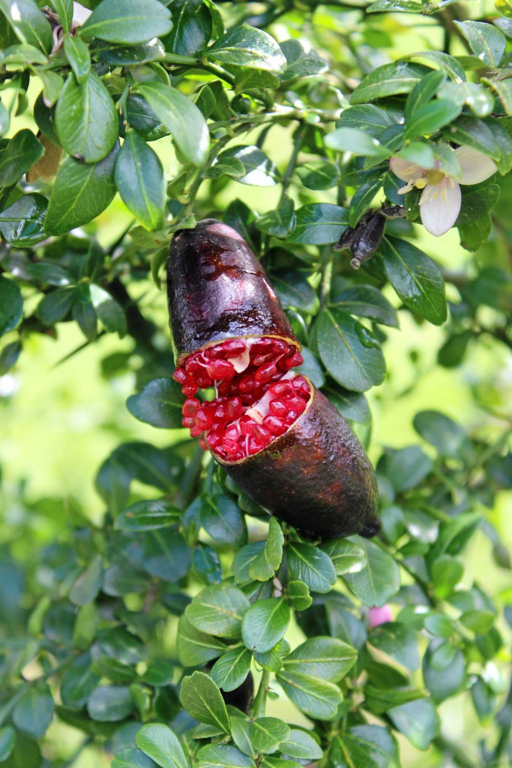 Kaviar Jeruk Lemon