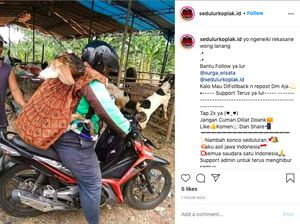 Aduh-aduh, Abang Ojol Angkut Kambing seperti Gendong Balita