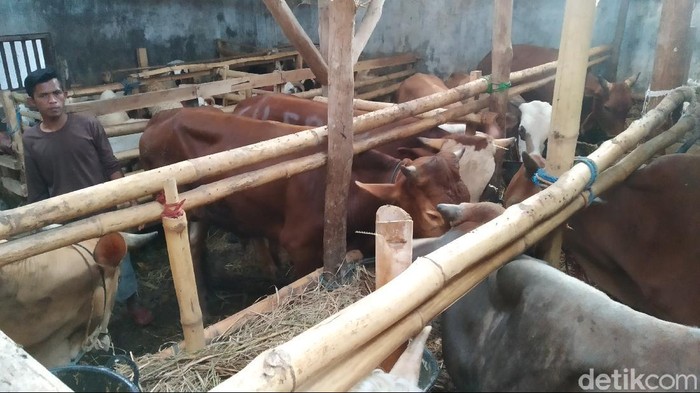 Penjualan hewan kurban di Kuningan