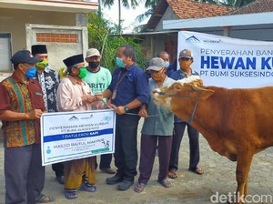 Operator Tambang Emas Banyuwangi Sebar Puluhan Hewan Kurban Bersertifikasi