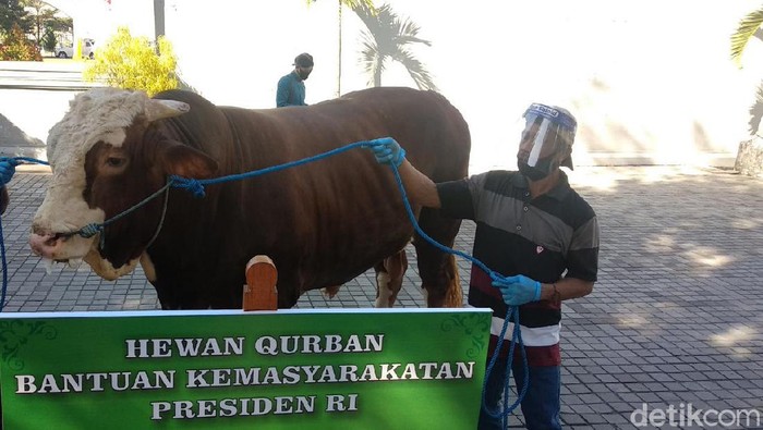 Salah satu sapi sumbangan Presiden Jokowi. di DIY
