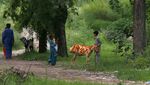 Sambut Idul Adha, Kambing di Pakistan Dihias dengan Hena