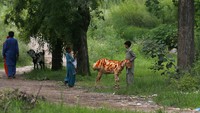 Beragam cara dilakukan umat Muslim di Pakistan untuk menyambut Idul Adha, salah satunya dengan menghiasi hewan kurban dengan hena.