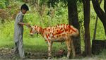 Sambut Idul Adha, Kambing di Pakistan Dihias dengan Hena