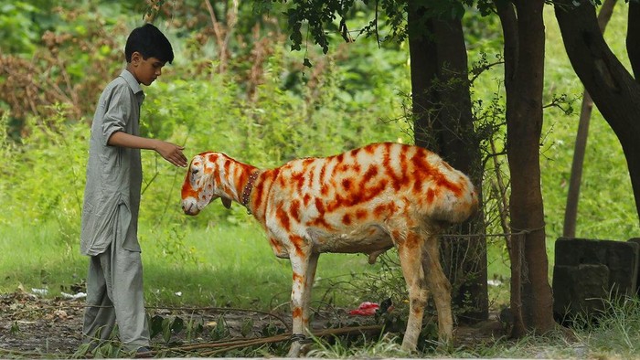 Beragam cara dilakukan oleh warga di Pakistan untuk menyambut Hari Raya Idul Adha. Salah satunya dengan menghias hewan kurban dengan henna. Penasaran?