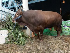 Saat Penyembelihan Sapi Jokowi di Polman Jadi Tontonan Warga