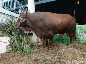 Saat Penyembelihan Sapi Jokowi di Polman Jadi Tontonan Warga