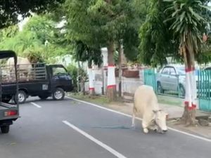 Polisi Terpaksa Tembak Sapi Kurban yang Mengamuk di Jalanan Kota Blitar
