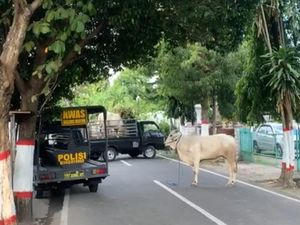 Sapi Kurban Lepas dan Mengamuk di Blitar