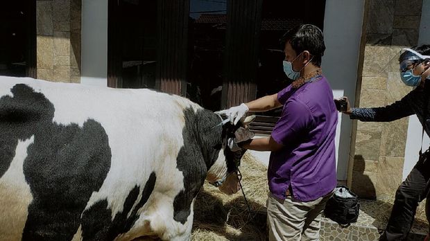 Sapi kurban di Musola Assalam stres dan diare