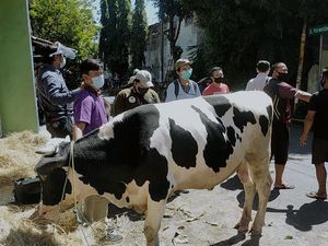 Sapi di Surabaya Ini Dicurigai Terkena Anthrax, Ternyata Stres dan Diare