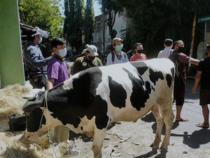 Sapi di Surabaya Ini Dicurigai Terkena Anthrax, Ternyata Stres dan Diare