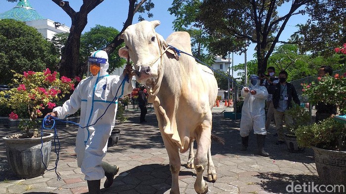 Sapi kurban Presiden Jokowi berjenis peranakan ongole (PO) tiba di Masjid Al Akbar Surabaya. Sapi dengan bobot 1.040 kg atau 1,04 ton itu dibeli Jokowi dari peternak Gresik.