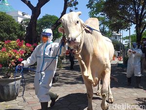 Ini Sapi Kurban Presiden Jokowi di Surabaya