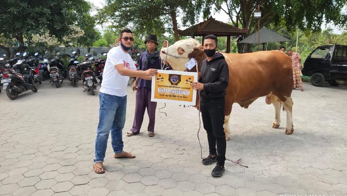 Sapi Kurban Menhub