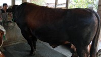 Berat hewan kurban ditentukan antara 800 sampai 900 kilogram atau 1 ton di tiap provinsinya. ANTARA FOTO/Muhammad Iqbal  