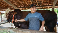 Presiden Joko Widodo menyumbang sapi jenis simmental yang diberi nama Gombloh dengan bobot 1 ton yang dibandrol dengan harga Rp 87 Juta di Sedayu, Bantul, D.I Yogyakarta. ANTARA FOTO/Andreas Fitri Atmoko  
