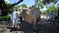 Petugas menggiring sapi kurban sumbangan Presiden Joko Widodo di halaman Masjid Al Akbar, Surabaya, Jawa Timur. Sapi jenis Peranakan Ongole (PO) dengan bobot 1,04 ton tersebut akan dikurbankan. ANTARA FOTO/Moch Asim  