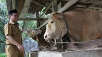 Petugas Biro Kesejahteraan Rakyat Provinsi Sulawesi Tenggara mengecek sapi kurban seharga Rp 80 Juta yang diberi Presiden Jokowi di Desa Lawoila, Kecamatan Konda, Sulawesi Tenggara. ANTARA FOTO/Jojon  