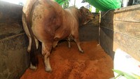 Seekor sapi jenis cross simmental yang dibeli Presiden Joko Widodo untuk kurban berada di dalam truk usai serah terima ke Pemerintah Kabupaten Mempawah di Kantor Gubernur Kalbar di Pontianak, Kalimantan Barat. ANTARA FOTO/Jessica Helena Wuysang  