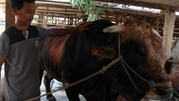 Sapi jenis Metal yang memiliki bobot mencapai 1,1 ton tersebut dibeli Presiden Joko Widodo dan rencananya akan diberikan ke panitia kurban Masjid Agung Al Bantani Banten pada hari Raya Idul Adha 1441 H.  ANTARA FOTO/Muhammad Iqbal  