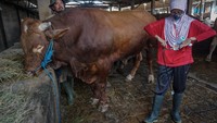 Petugas Dinas Pertanian dan Perikanan memeriksa sapi yang dibeli Presiden Joko Widodo untuk kurban Idul Adha di Polokarto, Sukoharjo, Jawa Tengah. ANTARA FOTO/Mohammad Ayudha  