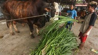 Peternak memberi pakan sapi yang sudah dibeli Presiden Joko Widodo untuk dikurbankan di Palangkaraya, Kalimantan Tengah. ANTARA FOTO/Makna Zaezar  