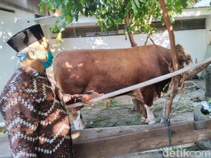 Sapi Kurban Jokowi Sempat Ngamuk-Lepas di Rumdin Bupati Kulon Progo