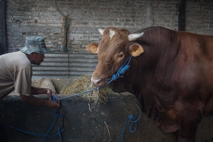 SAPI KURBAN PRESIDEN Pekerja memberi makan sapi yang dibeli Presiden Joko Widodo untuk kurban Idul Adha di Polokarto, Sukoharjo, Jawa Tengah, Jumat (24/7/2020). Presiden Joko Widodo membeli sapi jenis limusin dengan berat 1,03 ton tersebut untuk disembelih pada Hari Raya Idul Adha 144! Hijriah di Masjid Agung Solo. ANTARA FOTO/Mohammad Ayudha/wsj.