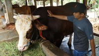 Heru mengungkapkan sapi kurban itu disalurkan ke tiap provinsi sejak tiga hari lalu. Hari ini, Kamis, (30/7/2020), kata dia, merupakan hari terakhir penyaluran. ANTARA FOTO/Andreas Fitri Atmoko  