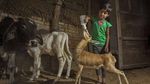 Foto: Ibu-ibu yang Menyusui Rusa