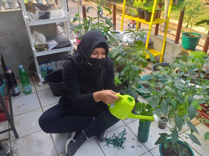 sylke Tanaman di rumah Sylke