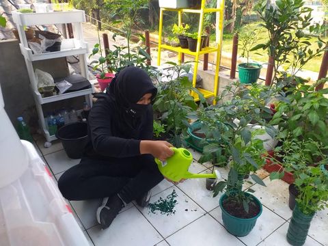 Tanaman di rumah Sylke