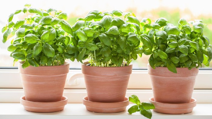 fresh basil herb in flowerpot on window