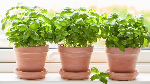 Tanaman basil fresh basil herb in flowerpot on window