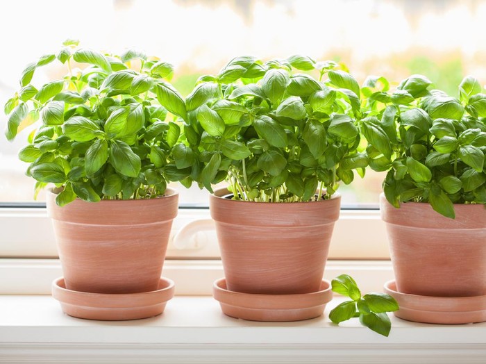 fresh basil herb in flowerpot on window