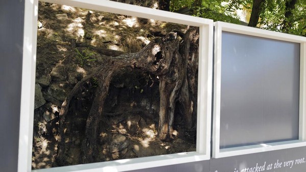 Seorang peneliti Belanda Wouter van der Veen, direktur ilmiah dari Institut Van Gogh di Perancis, memilih lokasi yang tepat di mana Vincent van Gogh melukiskan karya terakhirnya Tree Roots. AP Photo/Francois Mori Seorang peneliti Belanda Wouter van der Veen, direktur ilmiah dari Institut Van Gogh di Perancis, memilih lokasi yang tepat di mana Vincent van Gogh melukiskan karya terakhirnya Tree Roots. AP Photo/Francois Mori